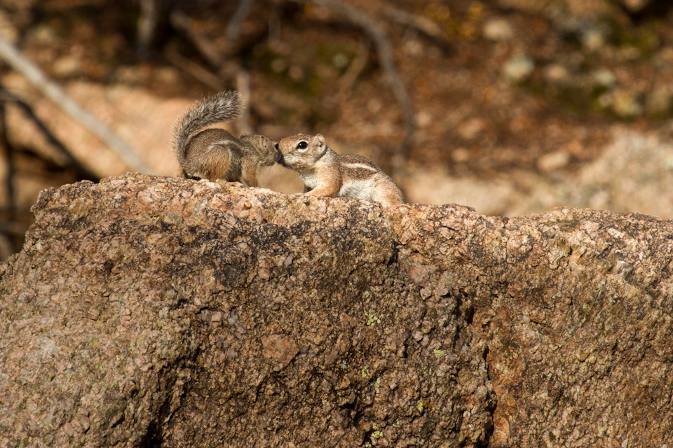 Squirrel Kiss in Phoenix, Arizona