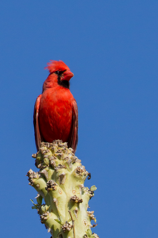 Desert Cardinal in Phoenix, Arizona