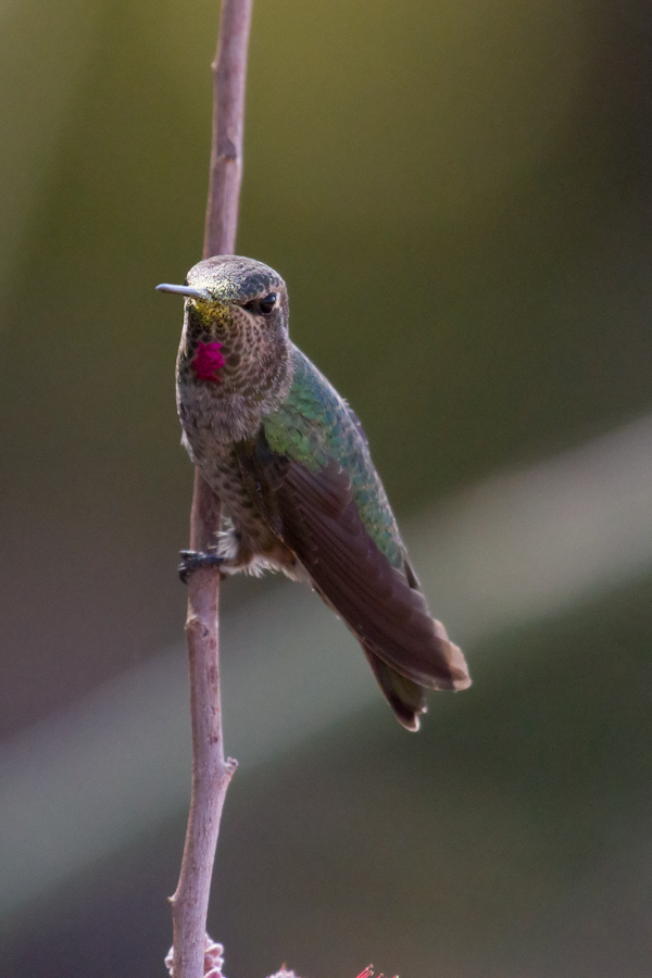 Guarding Turf in Phoenix, Arizona