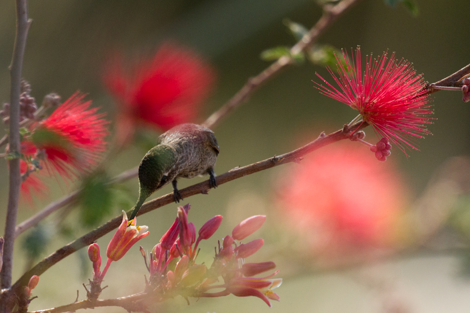 Not Quite Humming in Phoenix, Arizona