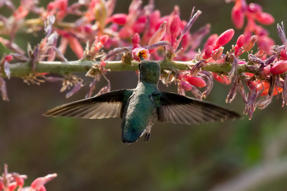 Hummingbird in Phoenix, Arizona