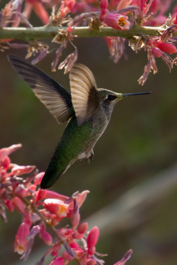 Full Flight in Phoenix, Arizona