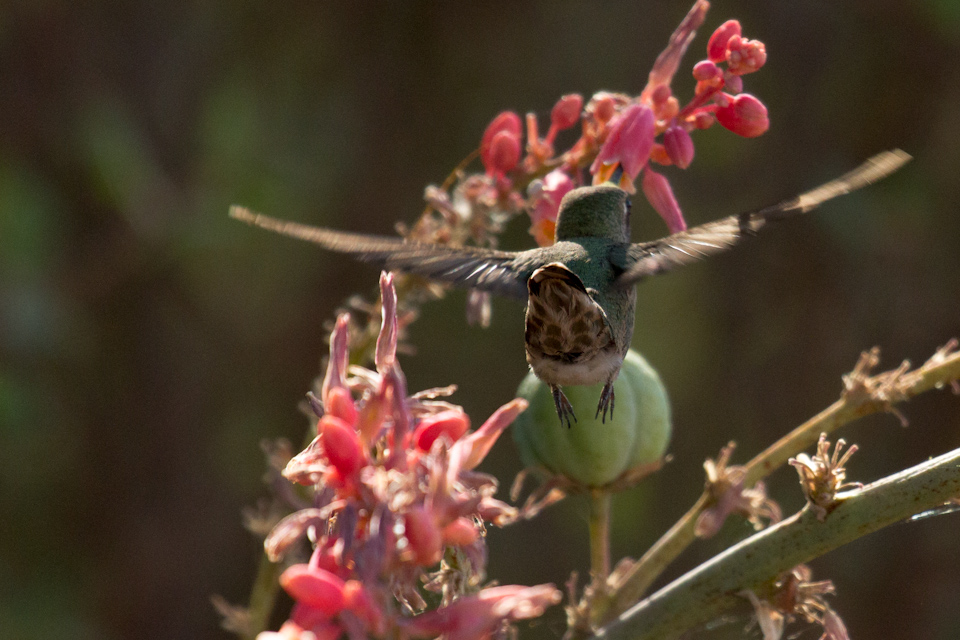 Cute Backend in Phoenix, Arizona