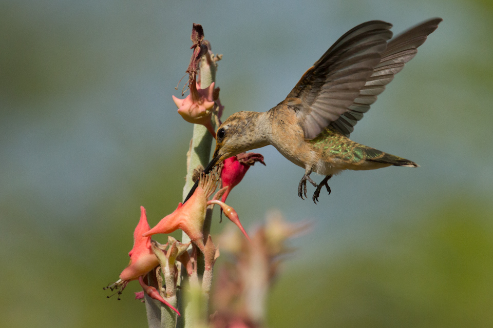 Reaching in Phoenix, Arizona