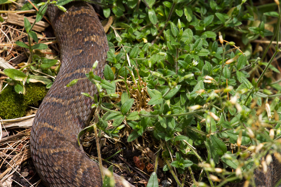 Snake in the Grass in Highlands, North Carolina