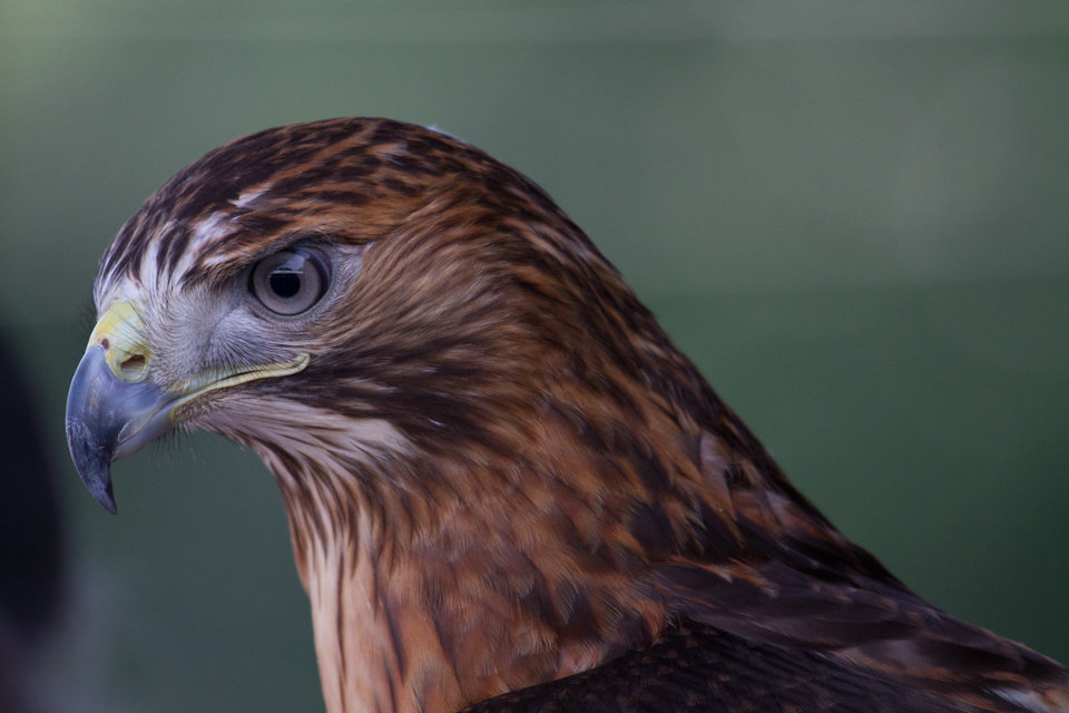 Intense Hawk in Highlands, North Carolina