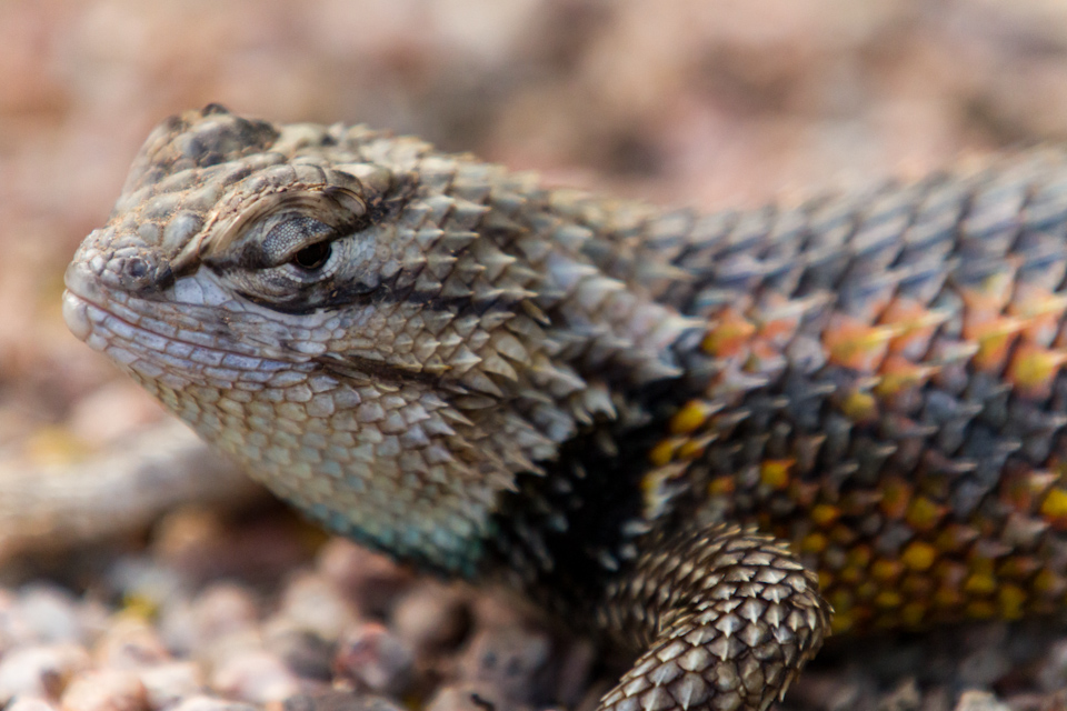 Little Monster in Phoenix, Arizona