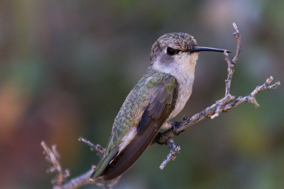 At Rest in Phoenix, Arizona