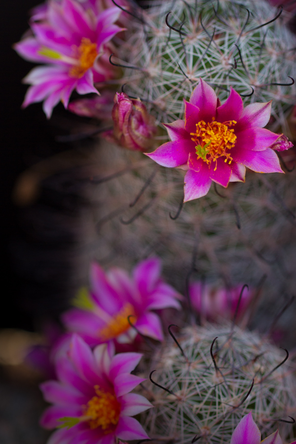 Pretty in Pink in Phoenix, Arizona