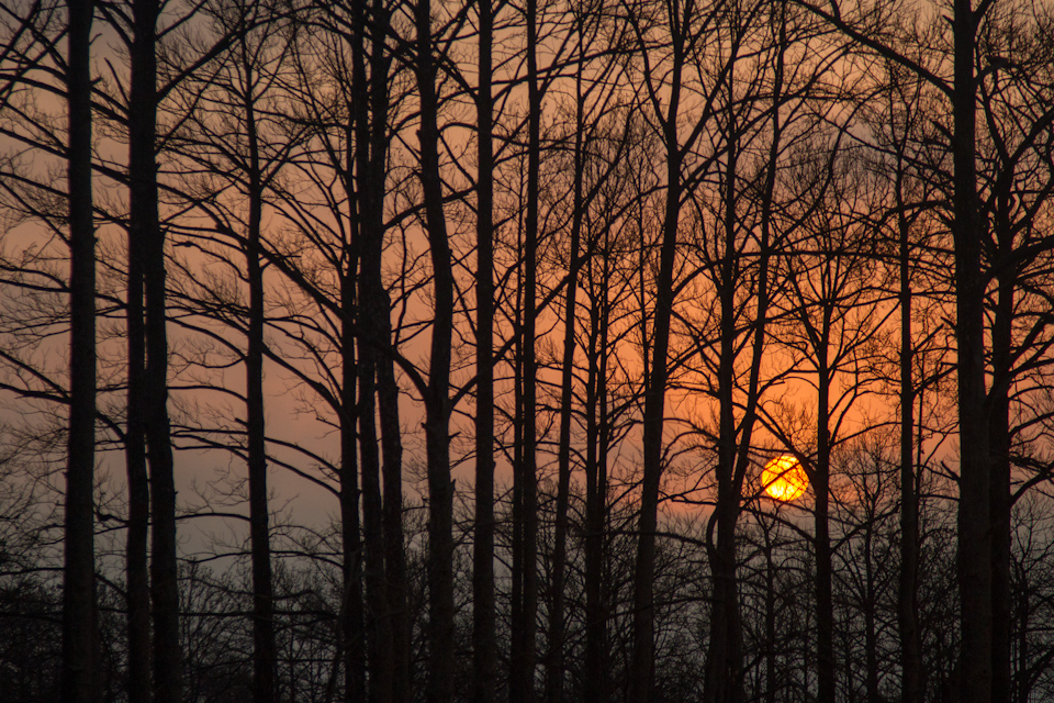 Sunrise in the Pines in Bastrop, Texas