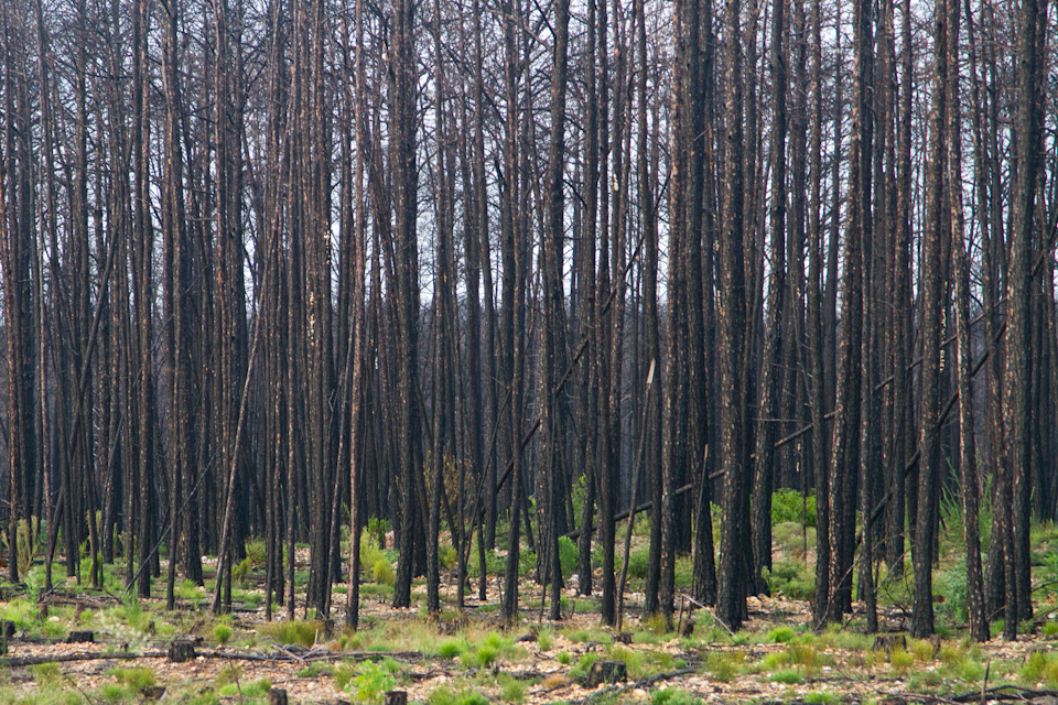 Black Pines in Bastrop, Texas