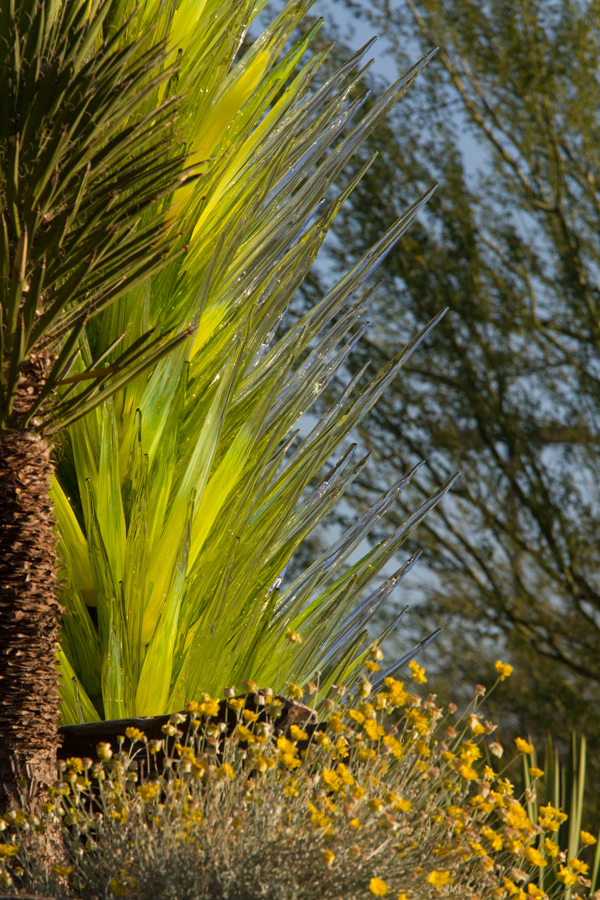 Glass Cactus in Phoenix, Arizona