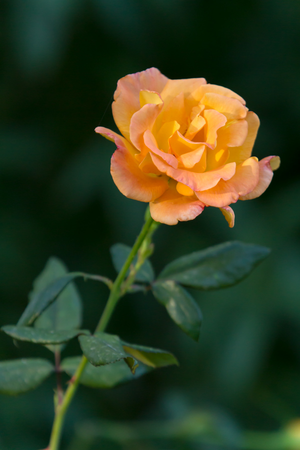 Desert Rose in Phoenix, Arizona