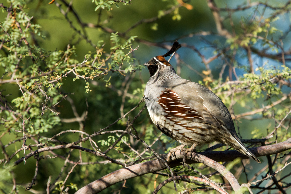 Chubby Quail in Phoenix, Arizona