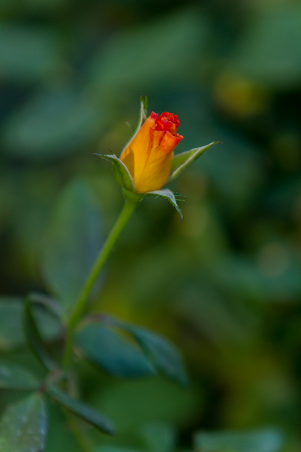 Arizona Rose in Phoenix, Arizona