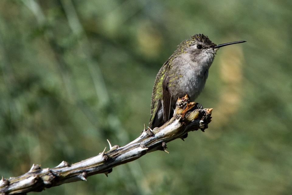 Resting Hummer in Phoenix, Arizona