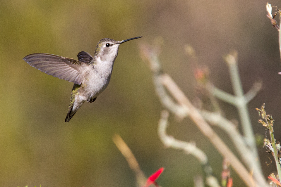 Little Angel in Phoenix, Arizona