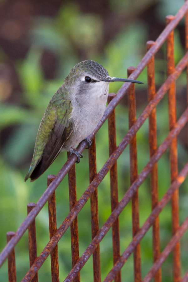 Sitting On the Fence in Phoenix, Arizona