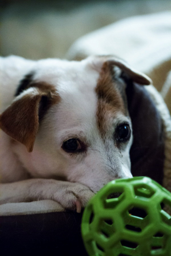 More Treats - Please in Highlands, North Carolina