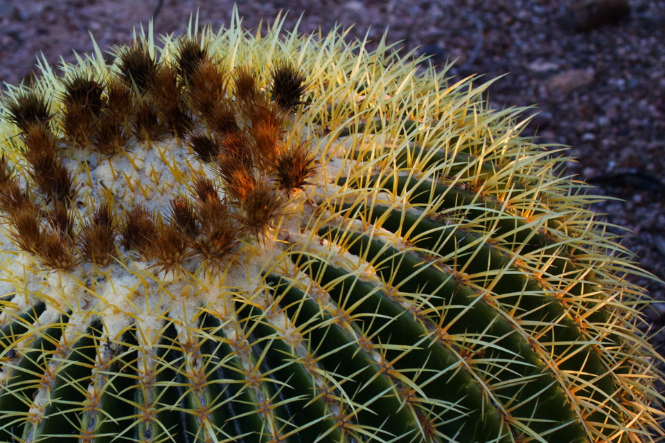 Golden Cactus in Phoenix, Arizona