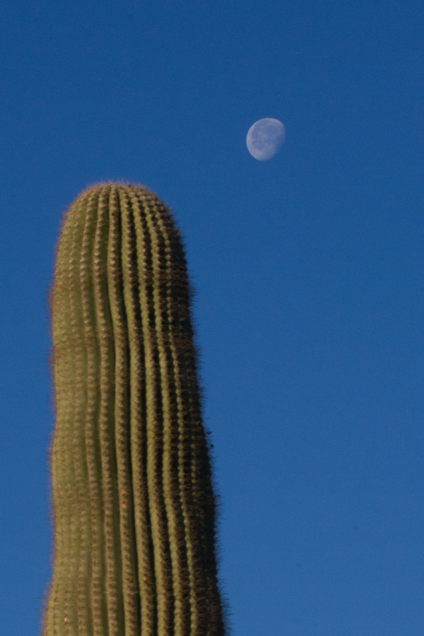 Cactus Moon in Phoenix, Arizona