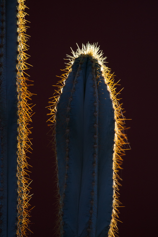 Needles in Phoenix, Arizona