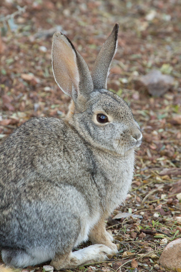 Desert Bunny in Phoenix, Arizona