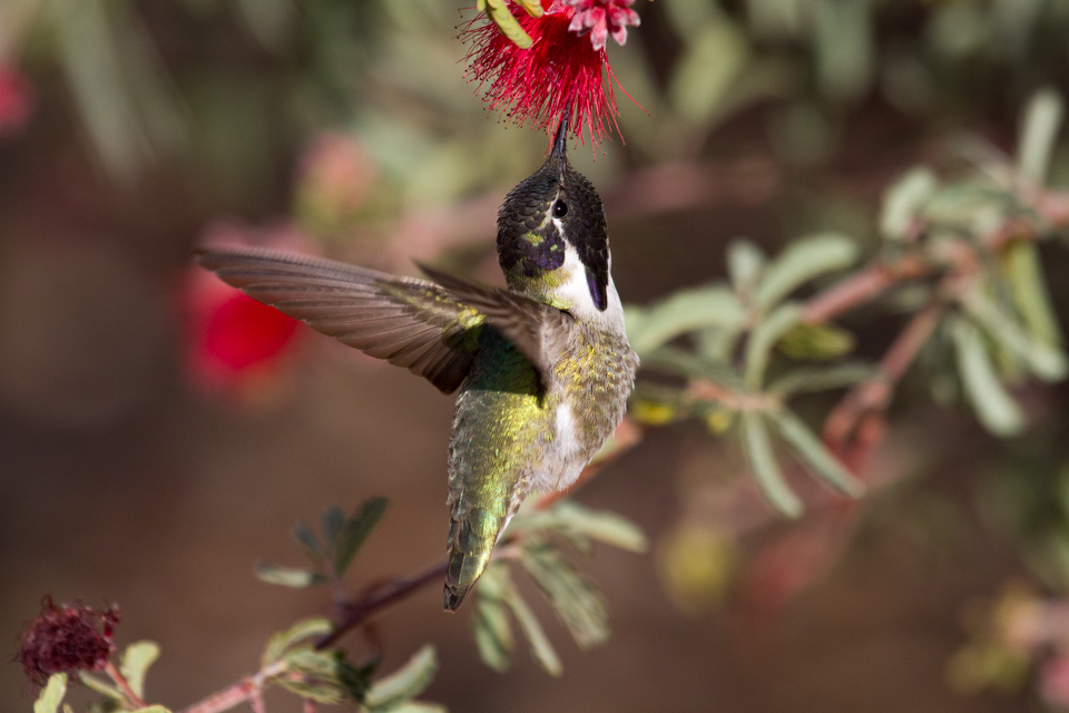 Reaching for Dinner in Phoenix, Arizona