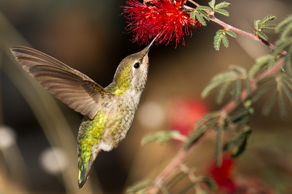 Hummer in Phoenix, Arizona