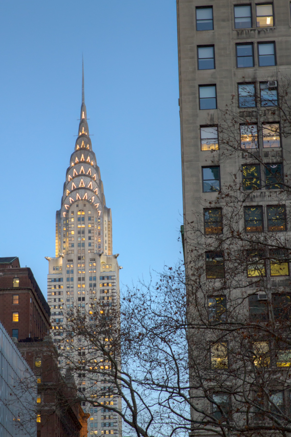 Through the Trees in New York, New York