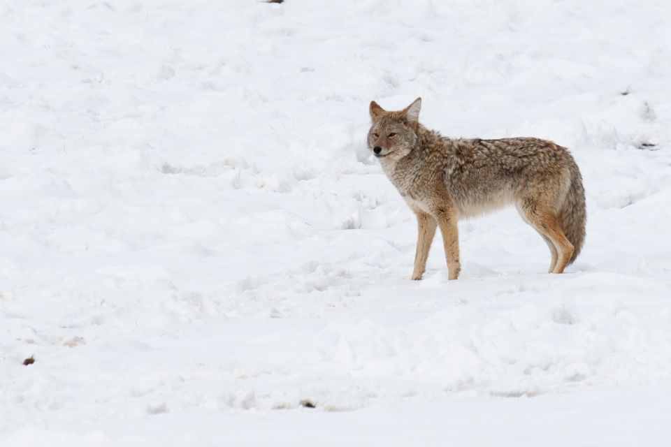 Yellowstone Pup in Yellowstone National Park, Wyoming