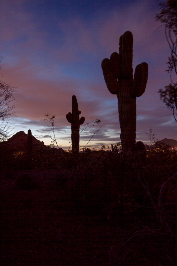Desert Night in Phoenix, Arizona
