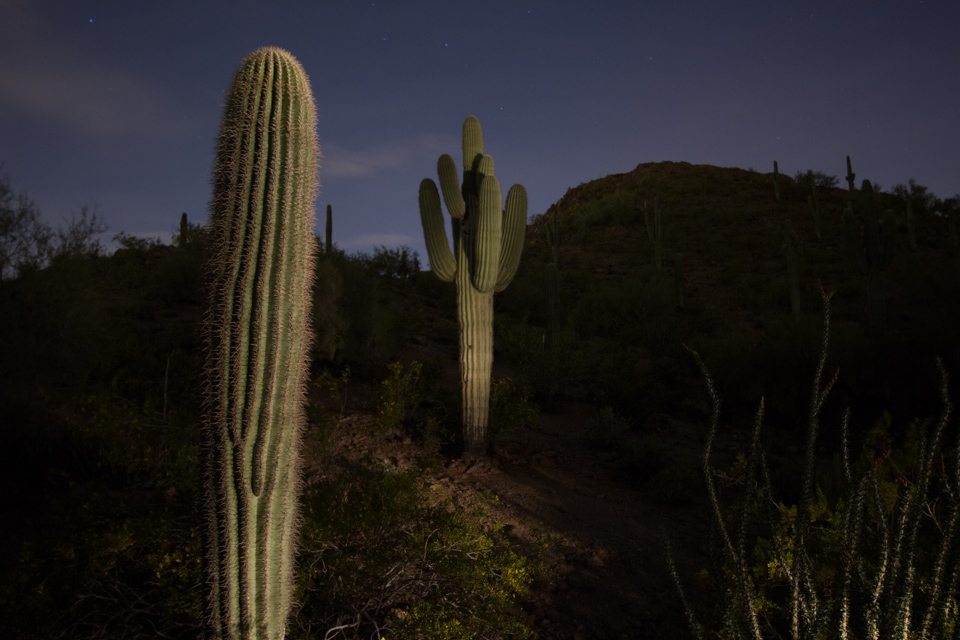 Night Saguaros in Austin, Texas