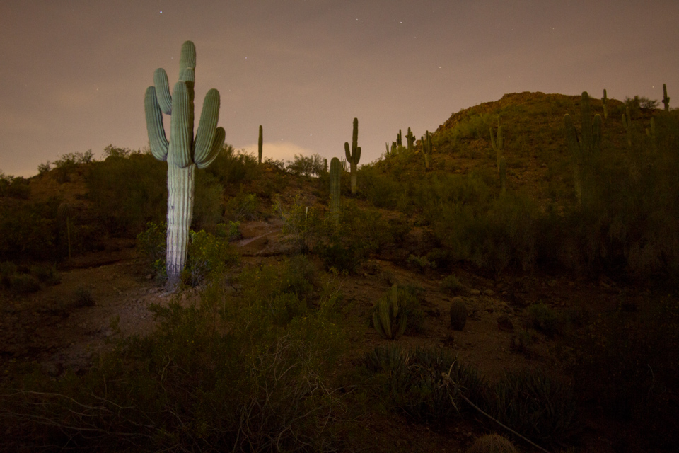 Desert at Night in Phoenix, Arizona