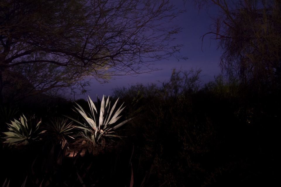 Yucca in Phoenix, Arizona