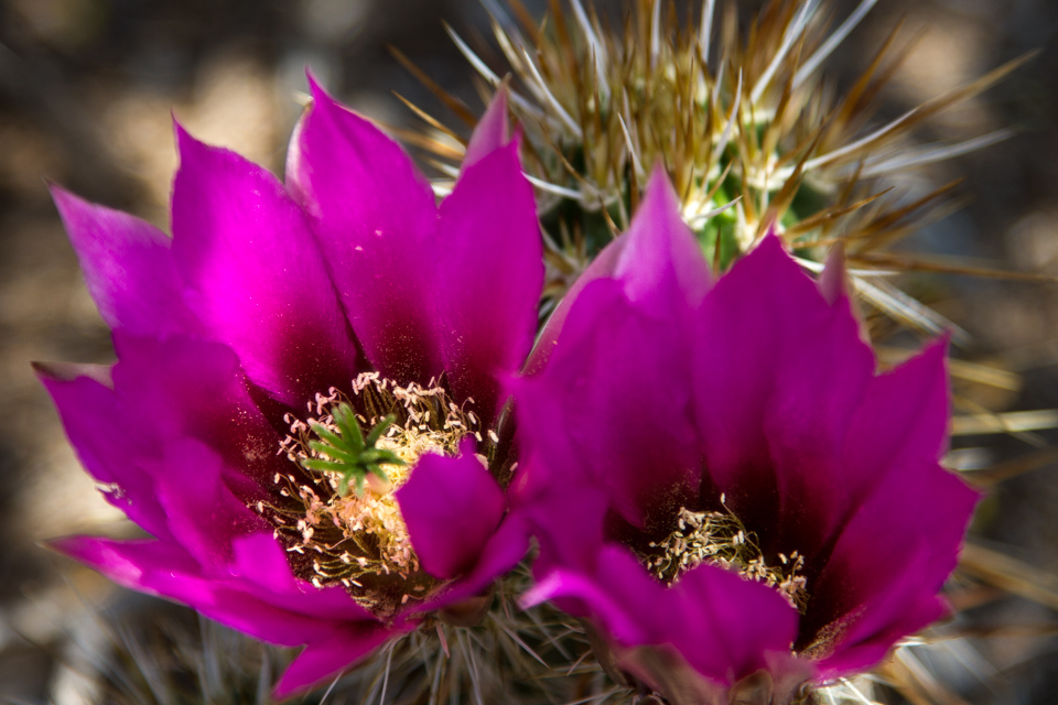 Hedgehog Beauty in Phoenix, Arizona