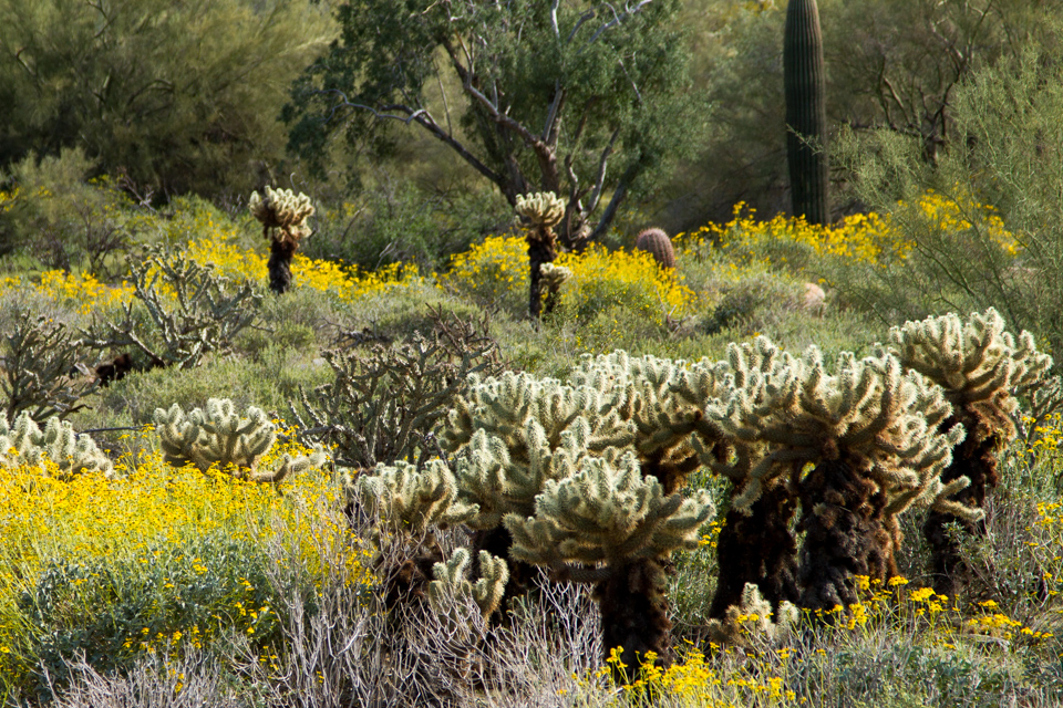 Desert Plants in Phoenix, Arizona