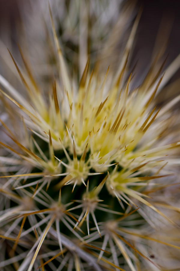 Spines in Phoenix, Arizona