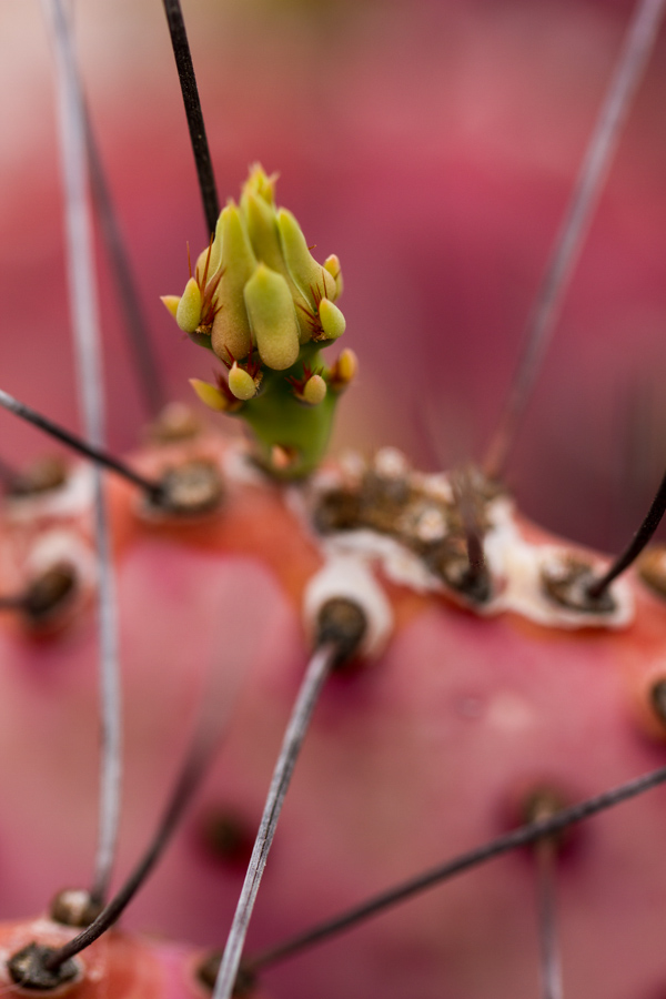 Prickly Bud in Phoenix, Arizona