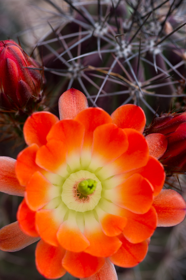 Orange Hedgehog in Phoenix, Arizona