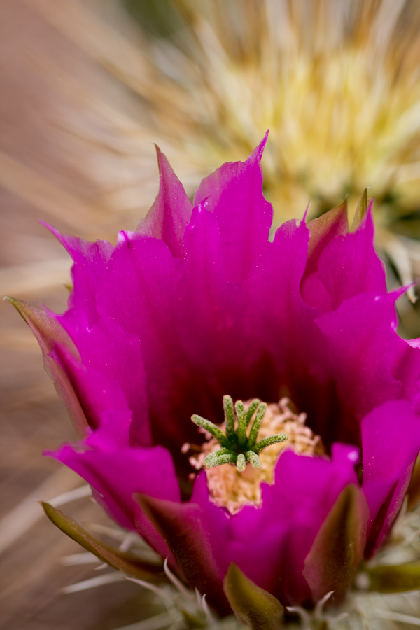 Purple Beauty in Phoenix, Arizona