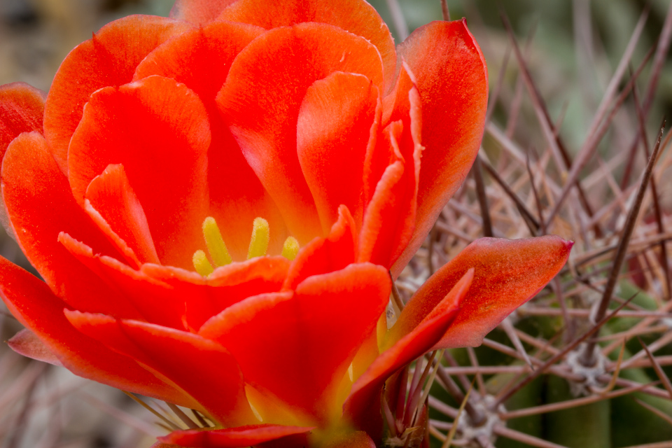 Desert Jewel in Phoenix, Arizona