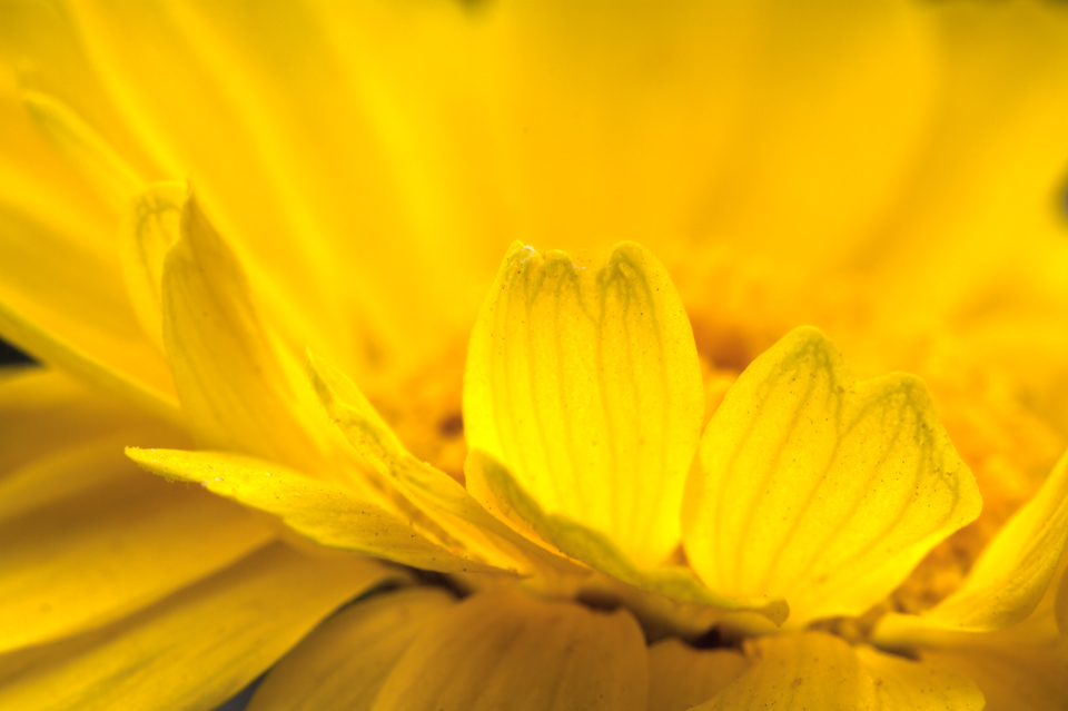 Petals in Phoenix, Arizona
