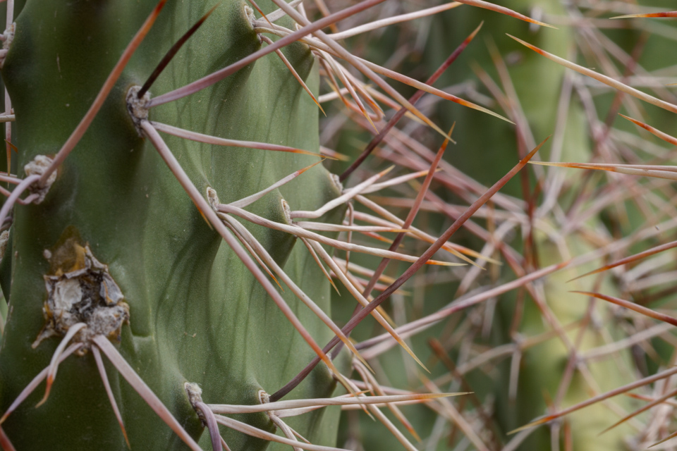 Spine Forest in Phoenix, Arizona