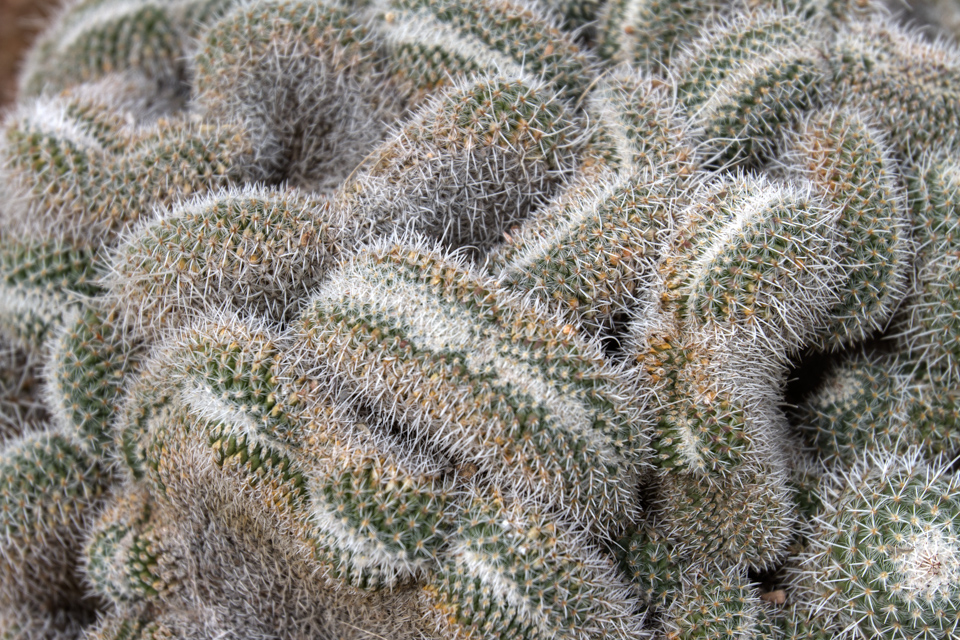 Brains in Phoenix, Arizona