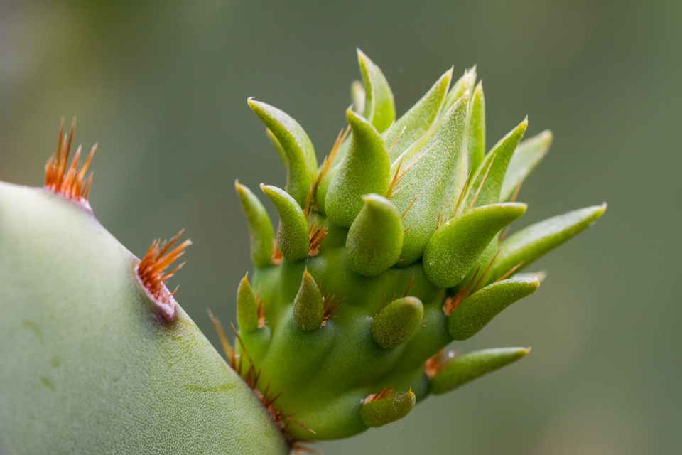 Spring Growth in Phoenix, Arizona