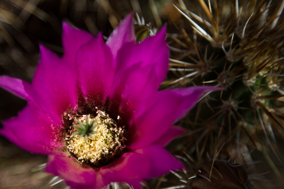 Desert Pollen in Phoenix, Arizona