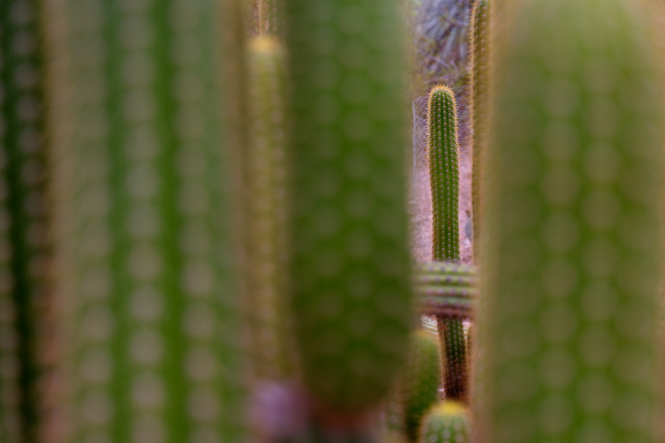 Seeing the Cactus thru the Cacti in Phoenix, Arizona