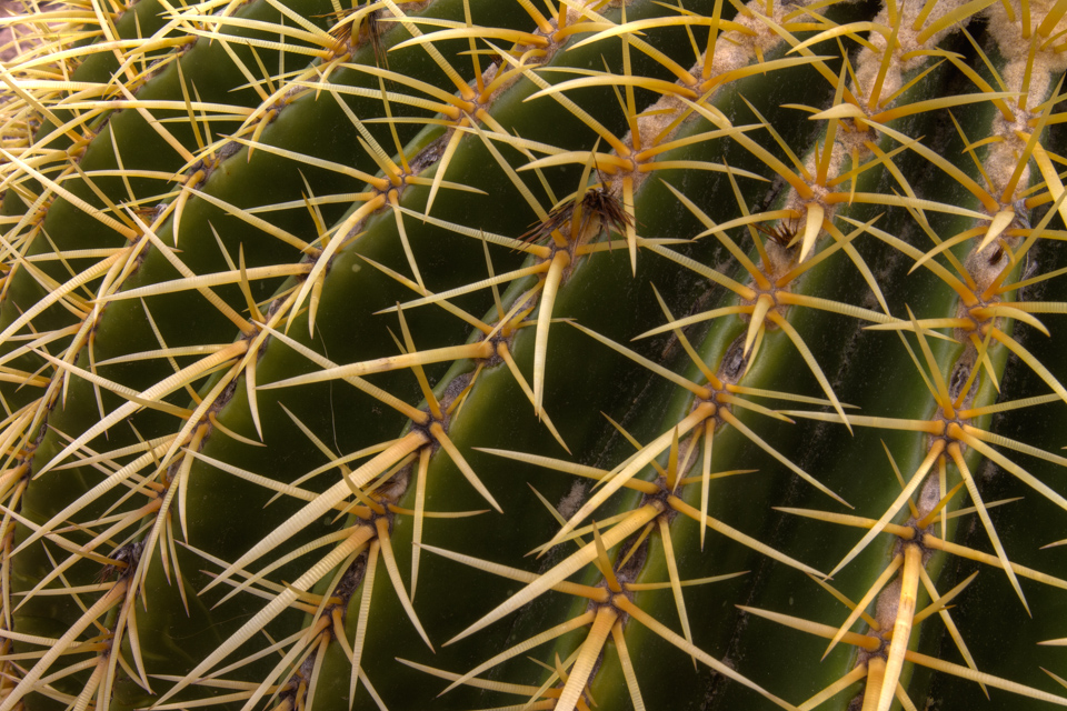 Golden Spines in Phoenix, Arizona
