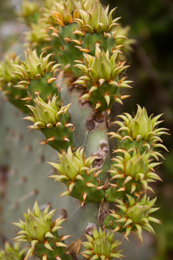 Odd Little Aliens in Phoenix, Arizona